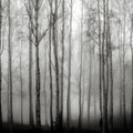 Birch Fog, Black & White Mural Wallpaper - pure wallpaper artwork