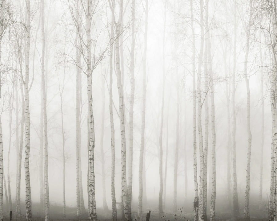 Birch Fog, White Mural Wallpaper