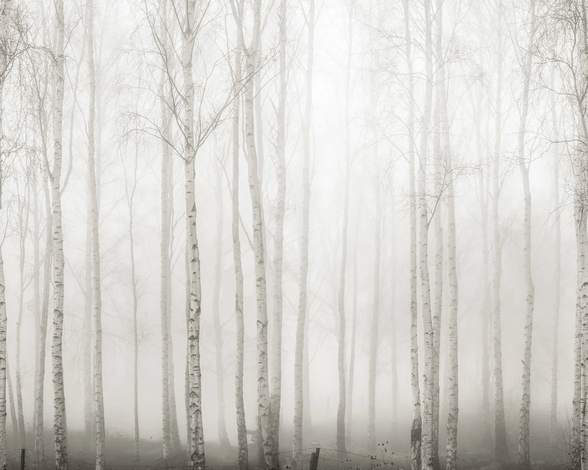 Birch Fog, White Mural Wallpaper - pure wallpaper artwork