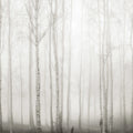 Birch Fog, White Mural Wallpaper - pure wallpaper artwork