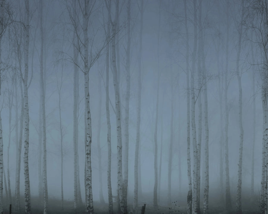 Birch Fog, Blue Mural Wallpaper