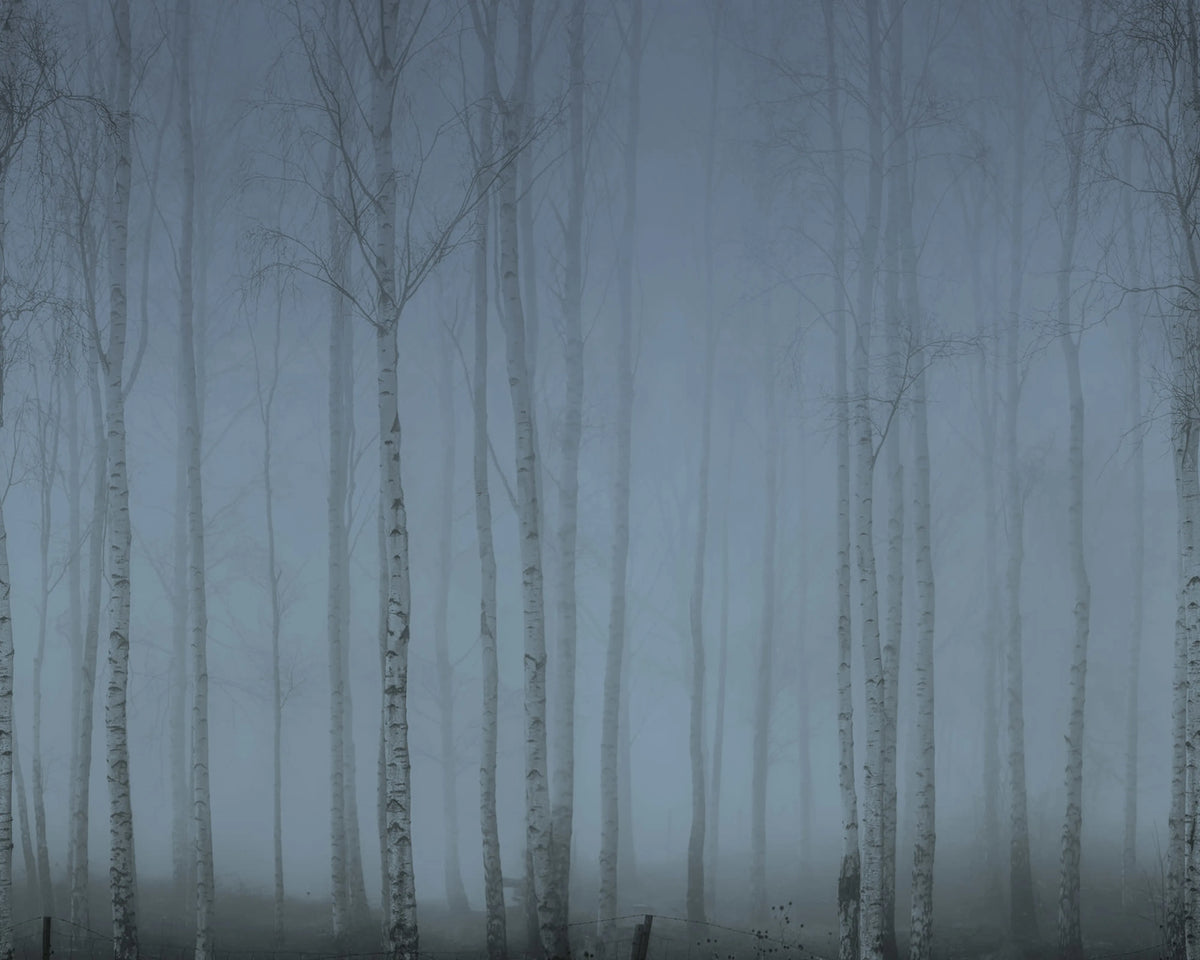Birch Fog, Blue Mural Wallpaper - pure wallpaper artwork