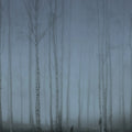Birch Fog, Blue Mural Wallpaper - pure wallpaper artwork