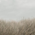 Scandinavian Reed, Beige Mural Wallpaper - pure wallpaper artwork