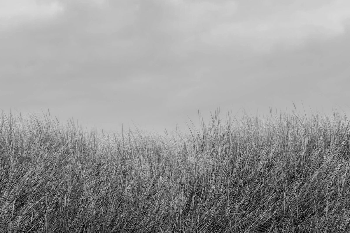Scandinavian Reed, Black & White Mural Wallpaper - pure wallpaper artwork