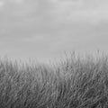 Scandinavian Reed, Black & White Mural Wallpaper - pure wallpaper artwork