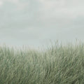 Scandinavian Reed, Green Mural Wallpaper - pure wallpaper artwork
