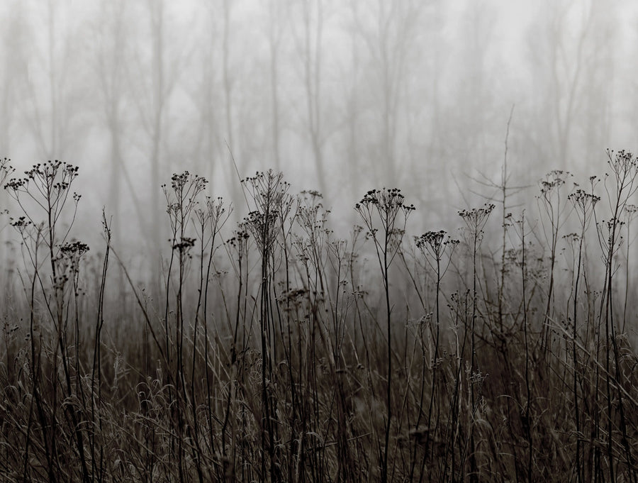 Autumn Haze, Black & White Mural Wallpaper