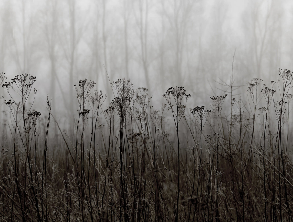 Autumn Haze, Black & White Mural Wallpaper - pure wallpaper artwork