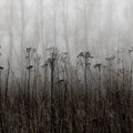 Autumn Haze, Black & White Mural Wallpaper - pure wallpaper artwork