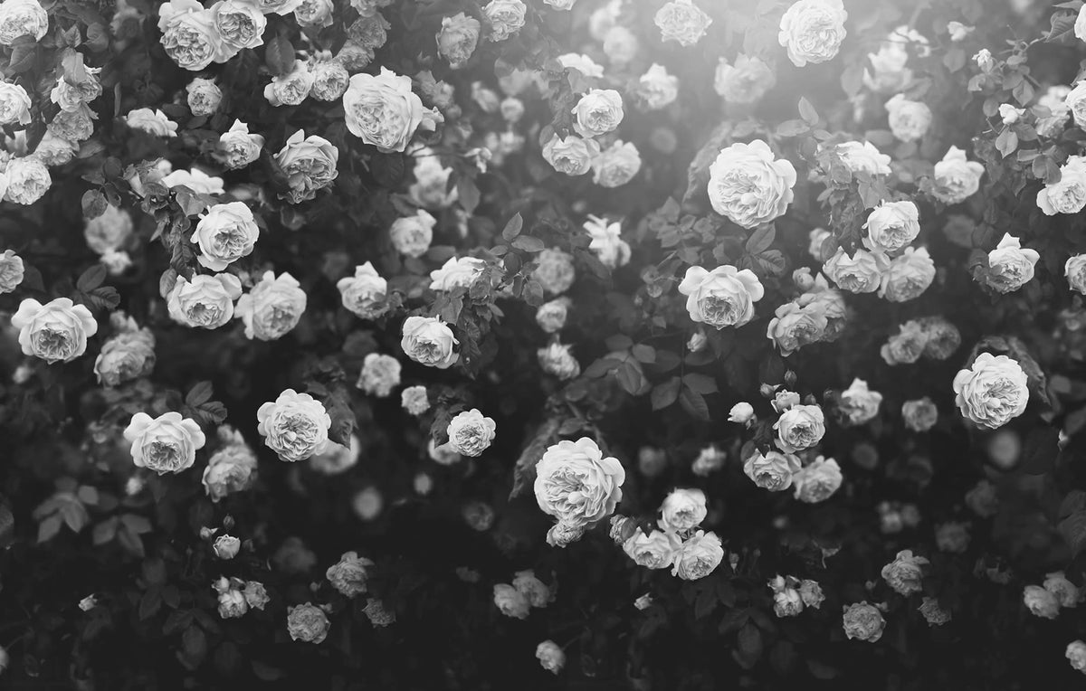 Regal Rose, Black & White Mural Wallpaper - pure wallpaper artwork