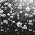 Regal Rose, Black & White Mural Wallpaper - pure wallpaper artwork