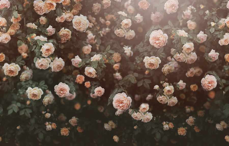 Regal Rose, Apricot Mural Wallpaper