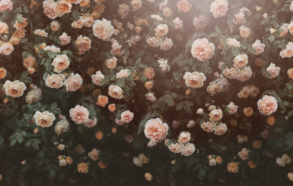 Regal Rose, Apricot Mural Wallpaper - pure wallpaper artwork