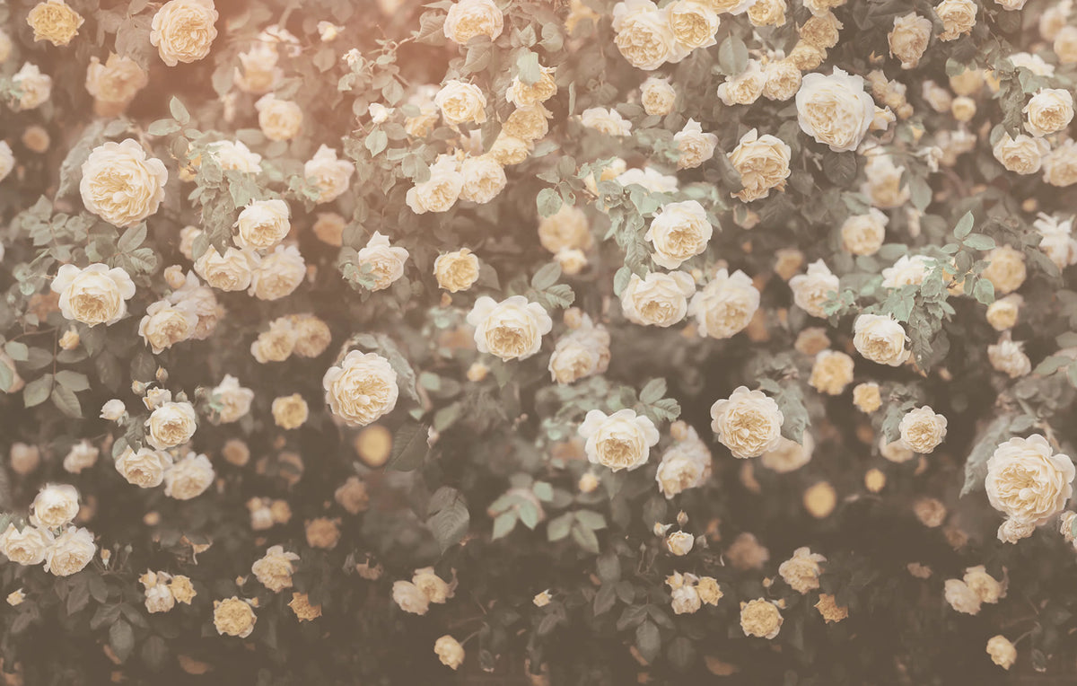 Regal Rose, Vintage Mural Wallpaper - pure wallpaper artwork