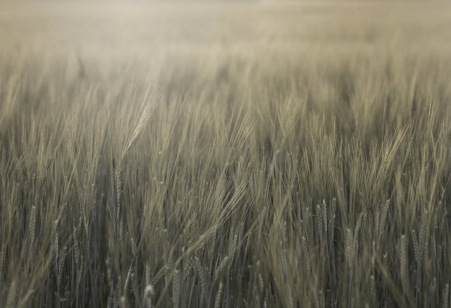 Rye Field, Green Mural Wallpaper