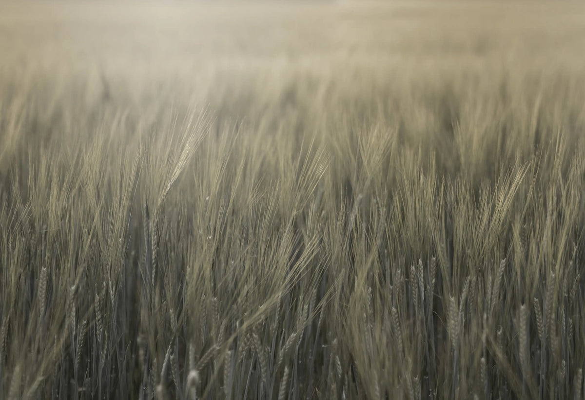 Rye Field, Green Mural Wallpaper - pure wallpaper artwork