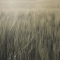 Rye Field, Green Mural Wallpaper - pure wallpaper artwork