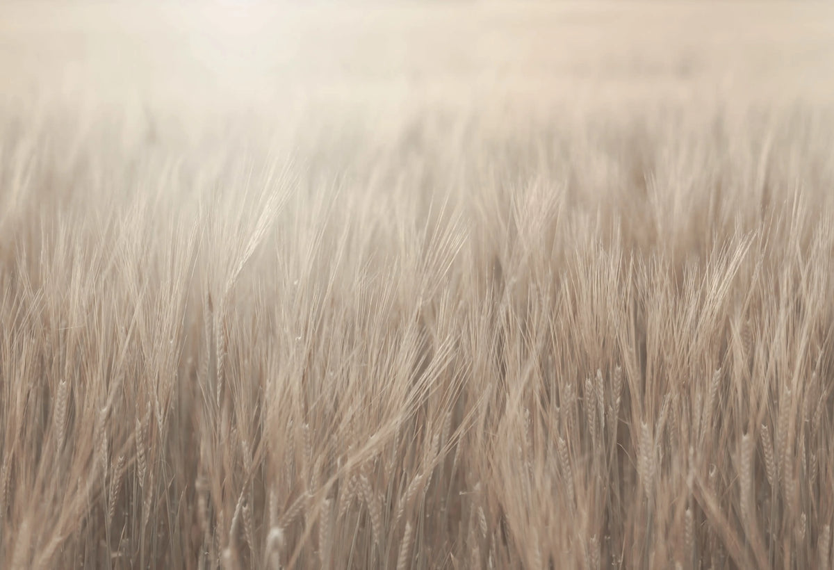 Rye Field, Beige Mural Wallpaper - pure wallpaper artwork