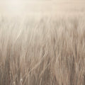 Rye Field, Beige Mural Wallpaper - pure wallpaper artwork