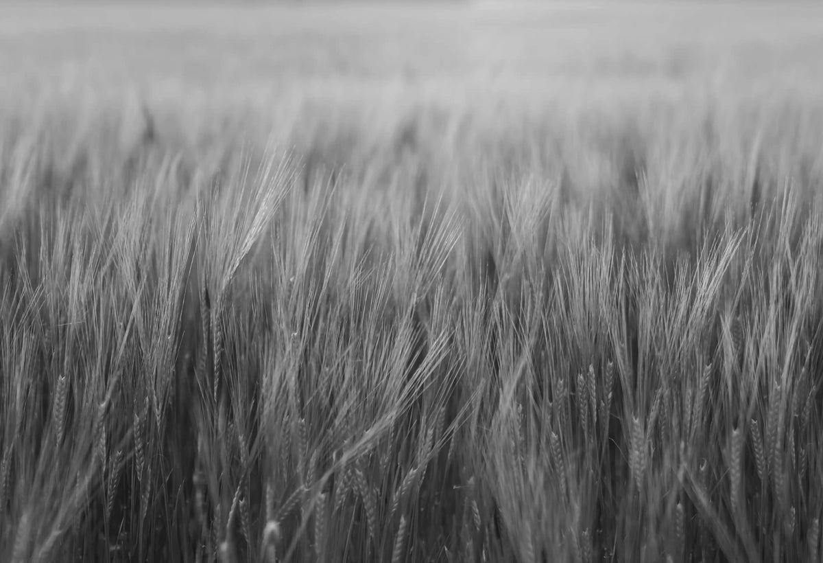 Rye Field, Black & White Mural Wallpaper - pure wallpaper artwork