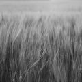 Rye Field, Black & White Mural Wallpaper - pure wallpaper artwork