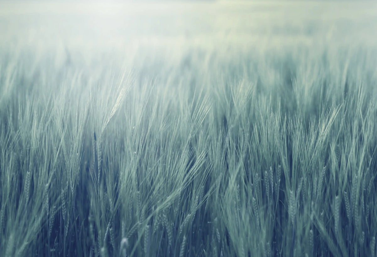 Rye Field, Turqouise Mural Wallpaper - pure wallpaper artwork