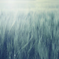 Rye Field, Turqouise Mural Wallpaper - pure wallpaper artwork