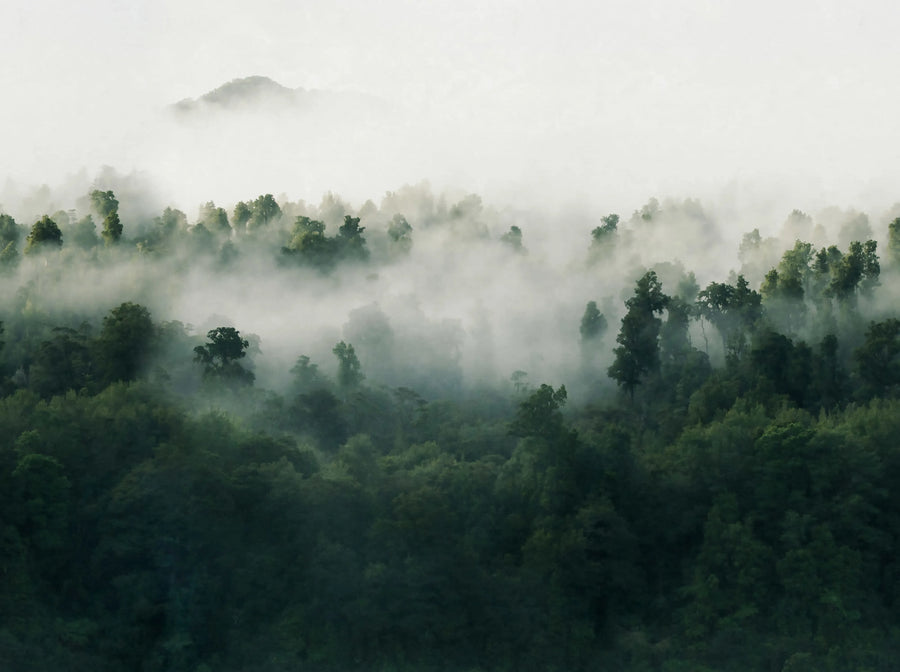 Misty Woodland, Green Mural Wallpaper