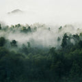 Misty Woodland, Green Mural Wallpaper - pure wallpaper artwork