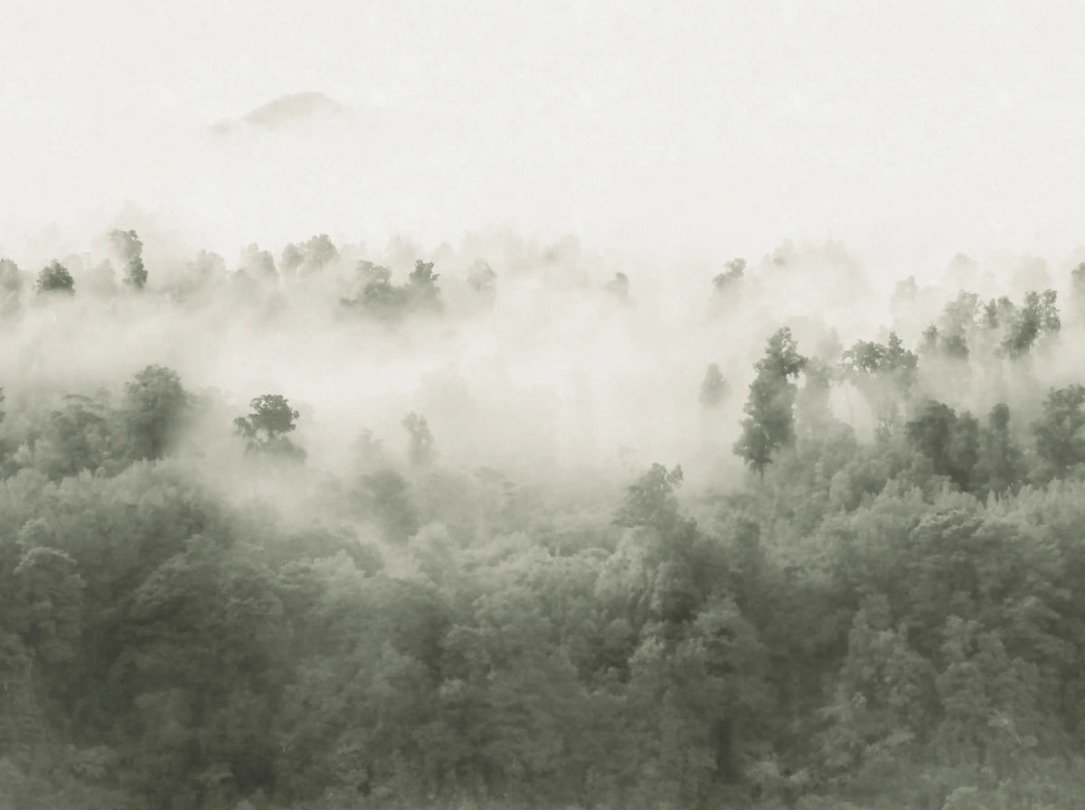 Misty Woodland, Light Green Mural Wallpaper - pure wallpaper artwork