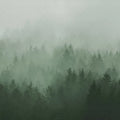 Cloudy Forest, Green Mural Wallpaper - pure wallpaper artwork