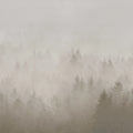 Cloudy Forest, Beige Mural Wallpaper - pure wallpaper artwork