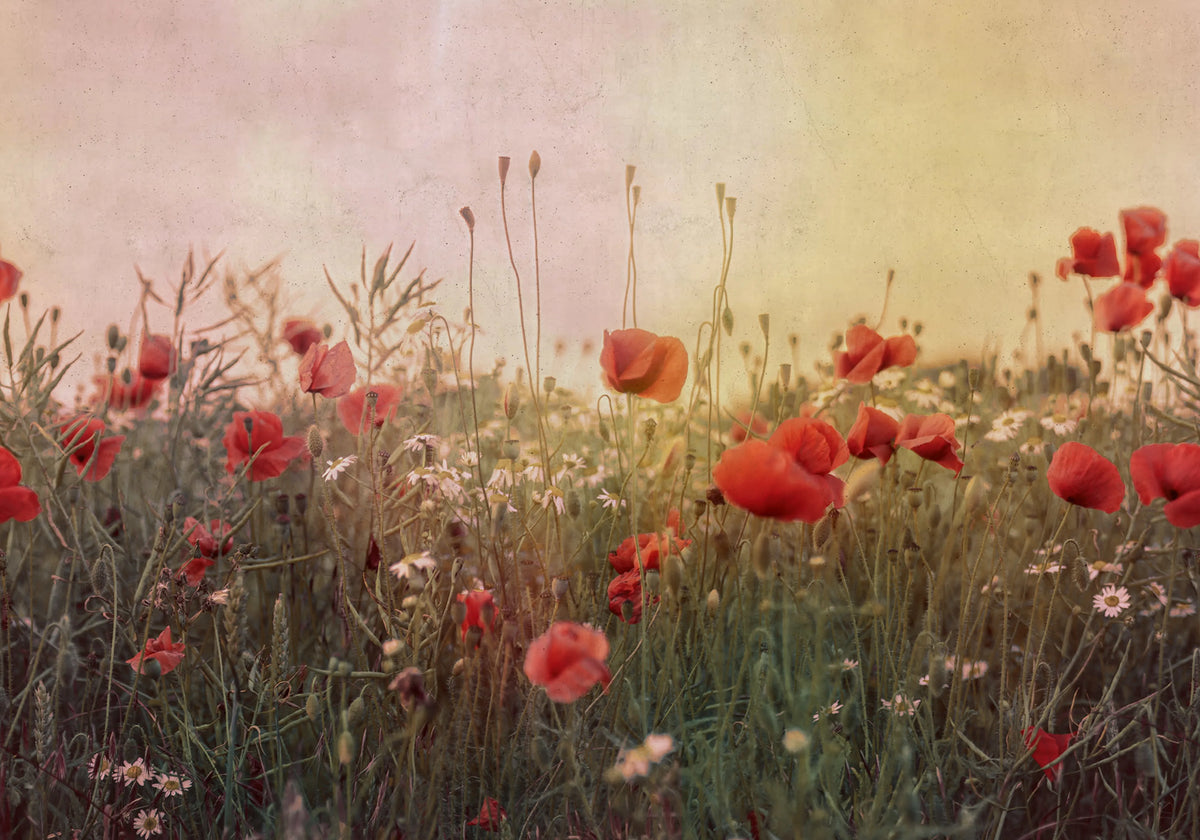 Poppy Field, Dawn Mural Wallpaper - pure wallpaper artwork