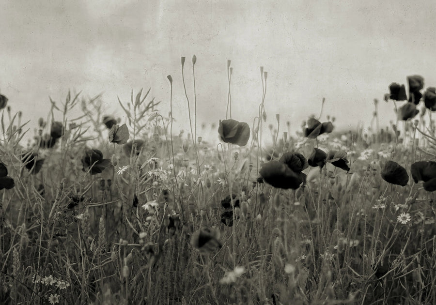 Poppy Field, Vintage Mural Wallpaper