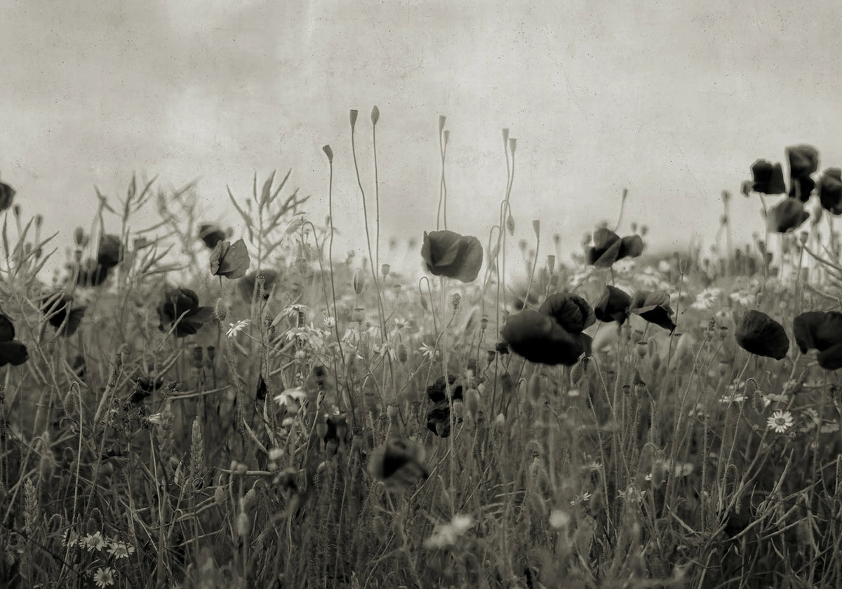 Poppy Field, Vintage Mural Wallpaper - pure wallpaper artwork