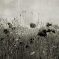 Poppy Field, Vintage Mural Wallpaper - pure wallpaper artwork