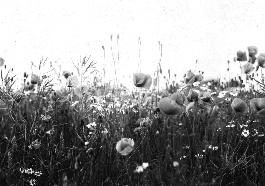 Poppy Field, Black & White Mural Wallpaper