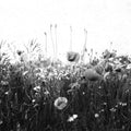 Poppy Field, Black & White Mural Wallpaper - pure wallpaper artwork