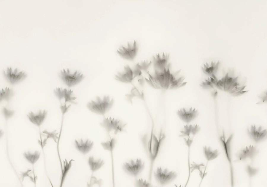 Astrantia, Black & White Mural Wallpaper