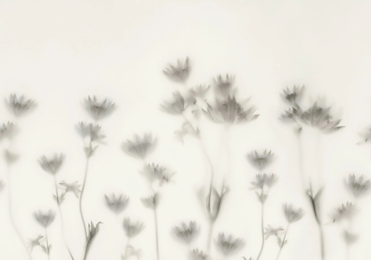 Astrantia, Black & White Mural Wallpaper - pure wallpaper artwork