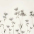 Astrantia, Black & White Mural Wallpaper - pure wallpaper artwork