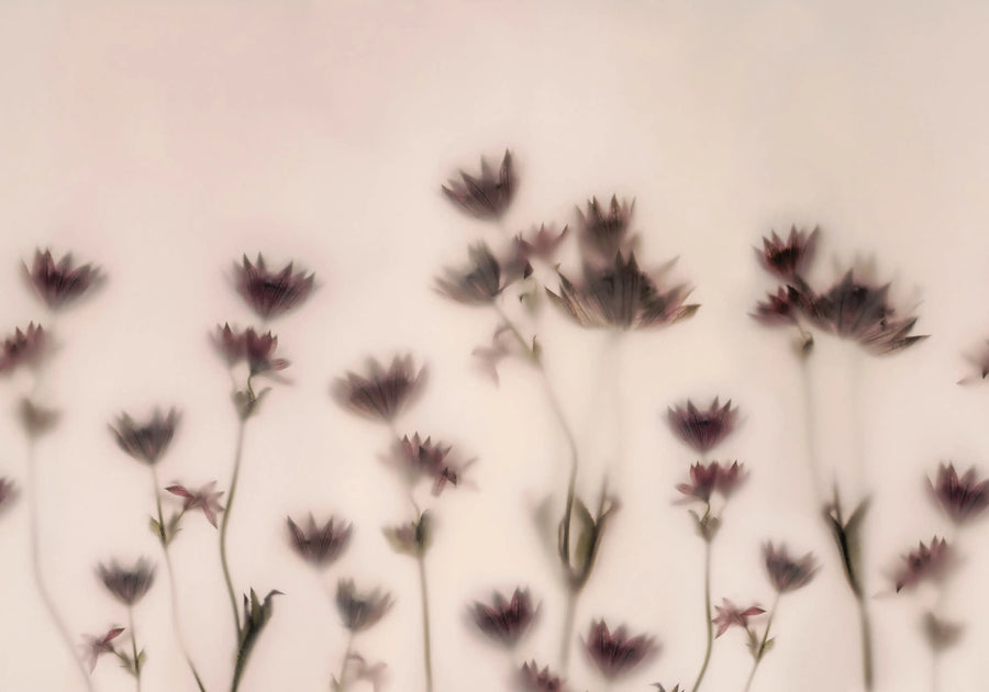 Astrantia, Pink Mural Wallpaper