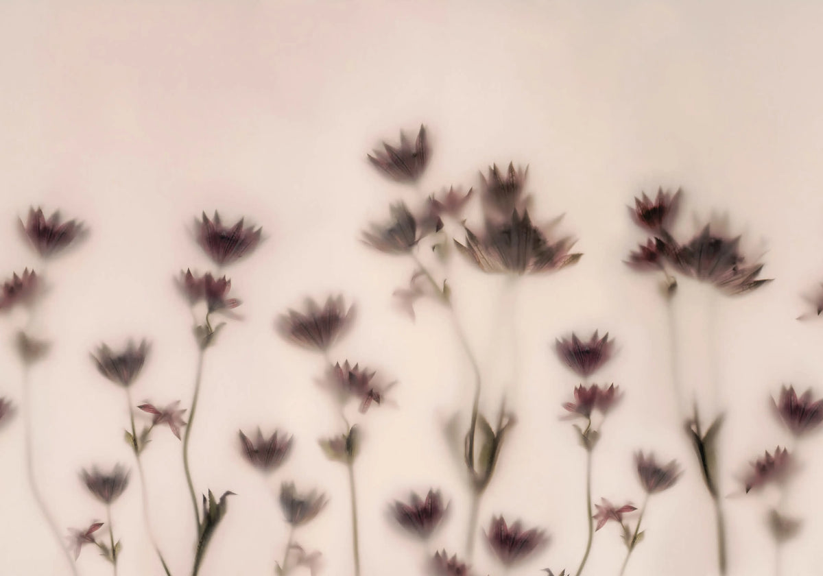 Astrantia, Pink Mural Wallpaper - pure wallpaper artwork