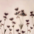 Astrantia, Pink Mural Wallpaper - pure wallpaper artwork