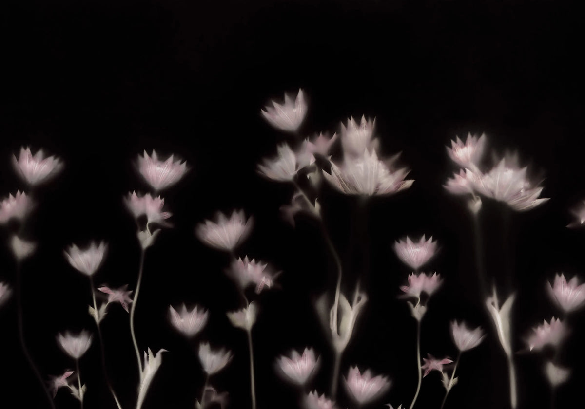Astrantia, Dark Mural Wallpaper - pure wallpaper artwork