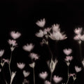 Astrantia, Dark Mural Wallpaper - pure wallpaper artwork