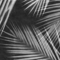Palm Gaze, Black & White Mural Wallpaper - pure wallpaper artwork