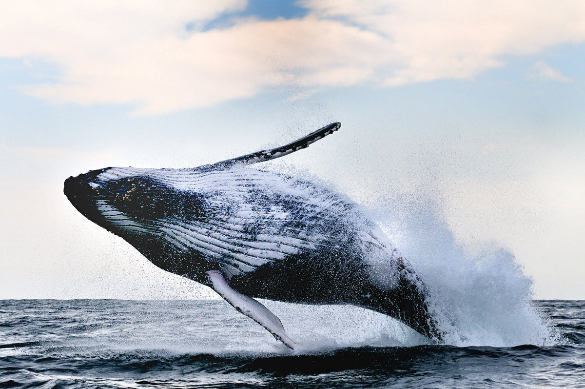 Whale Song Mural Wallpaper - pure wallpaper artwork