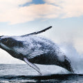 Whale Song Mural Wallpaper - pure wallpaper artwork